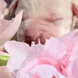 Chihuahua and Labrador Retriever Puppies from Cranbrook Kennels