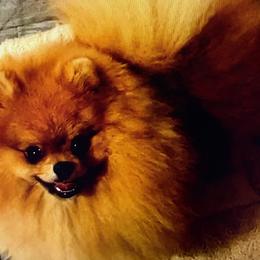 Dreamer - Pomeranian