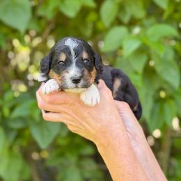 Cubby - Tri-color male Bernedoodle puppy in Bellville, Ohio from Bernedoodle Buddies