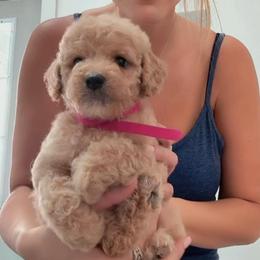 Girl 2 - Cream female Goldendoodle puppy in Clarksville, Tennessee from Tennessee Goldendoodles, since 2014