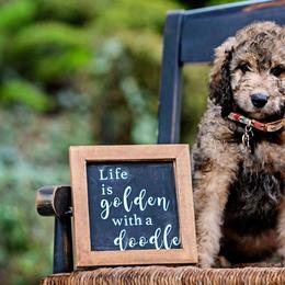 Goldendoodle Puppies from Cane Creek Goldendoodles