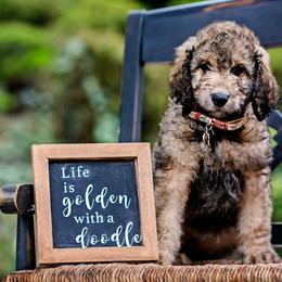 Goldendoodle Puppies from Cane Creek Goldendoodles