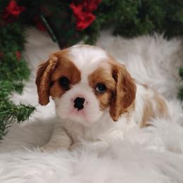 Alvin - Blenheim male Cavalier King Charles Spaniel puppy in Sabetha, Kansas from Apple Blossom Cavaliers