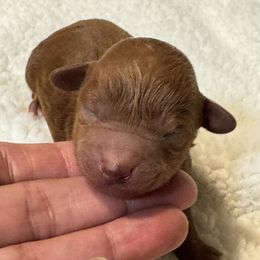 Male 1 - Red  male Poodle puppy in Modesto, California from Oso’s Red Toy, Mini, & Standard Poodles