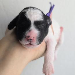 Willow - Parti female Goldendoodle puppy in Leander, Texas from Doodle Doula