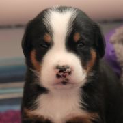 Greater Swiss Mountain Dog and Rottweiler Puppies from Cornerstone Kennels