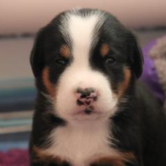 Greater Swiss Mountain Dog and Rottweiler Puppies from Cornerstone Kennels
