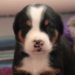 Greater Swiss Mountain Dog and Rottweiler Puppies from Cornerstone Kennels
