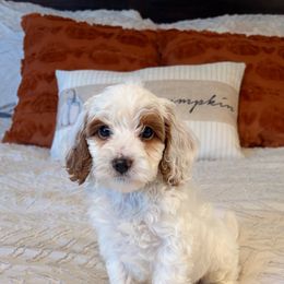 Spot - Parti male Goldendoodle puppy in Sallisaw, Oklahoma from Huddle Puppies