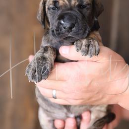 Great Dane Puppies from Hundeity Great Danes
