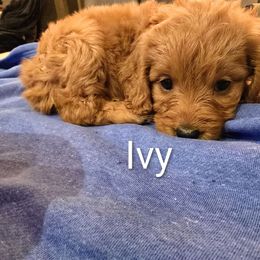 Ivy - Red  female Goldendoodle puppy in Red Oak, Iowa from Fisher Pups-Stay Golden with a Doodle