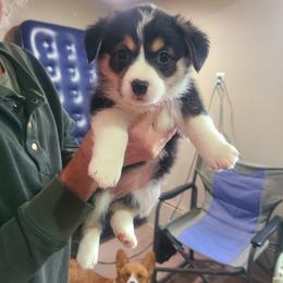 Girl 2 - Pembroke Welsh Corgi puppy from S and S Corgi's