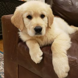 Goldendoodle and Golden Retriever Puppies from A Golden Summer