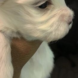 Maltese from Khashoggi Augustin's Maltese