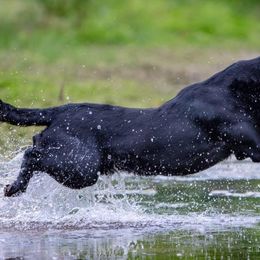 Labrador Retrievers from Gray Light Kennels