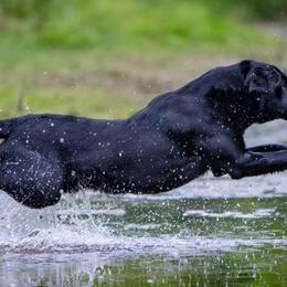 Labrador Retrievers from Gray Light Kennels