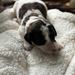 Punky - Parti female Poodle puppy in Randallstown, Maryland from Parson Standards