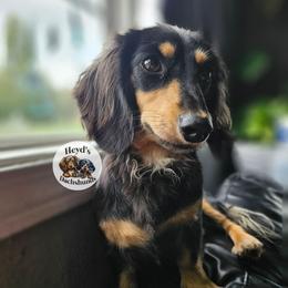 BonBon - Dachshund