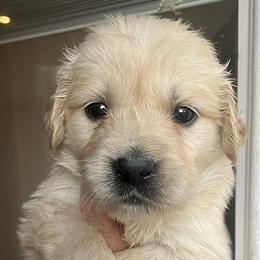 Light purple female - Golden female Golden Retriever puppy in Jesup, Georgia from Painted Platinum Retrievers (Painted Platinum Kennel) PPK