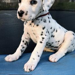 Female 1 blue eye - White and black female Dalmatian puppy in Louisa, Virginia from Dalmatian Creation LLC
