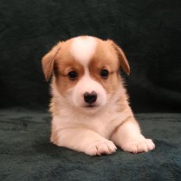 Uncle Sam - Red male Pembroke Welsh Corgi puppy in Arcanum, Ohio from Weissway Corgis