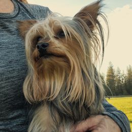 Spanky - Yorkshire Terrier