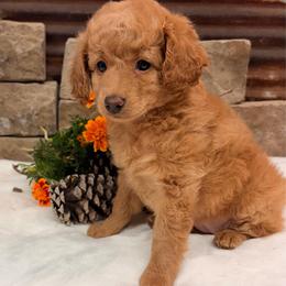 Girl 1 - Apricot female Poodle puppy in Cullman, Alabama from My Awesome Rover