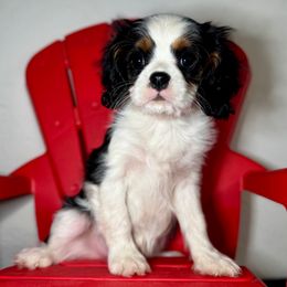 Blue Collar - Tri-color male Cavalier King Charles Spaniel puppy in Somerset, California from Cantina Labs and Cavs