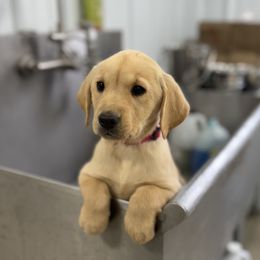 Pink - Yellow female Labrador Retriever puppy in Derby, Kansas from Wheatland Retrievers