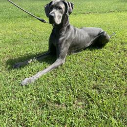 Great Dane Puppies from Sand Mountain Danes LLC