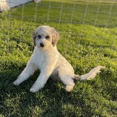 Max - Australian Mountain Doodle