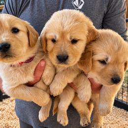 Male 2 - Light golden male Golden Retriever puppy in Rainier, Washington from Hanson’s NW Goldens & Doodles