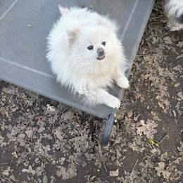 Bear - Pomeranian