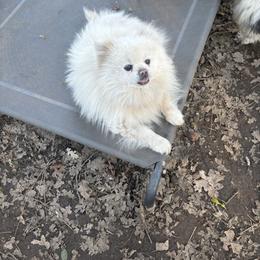 Bear - Pomeranian