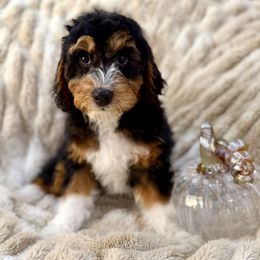 Wolf - Tri-color male Bernedoodle puppy in Jackson, Mississippi from T.M. Poodles & Doodles