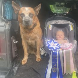 Australian Cattle Dogs from Turquoise Ranch