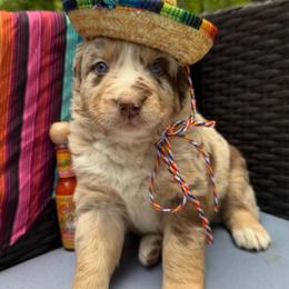 Cilantro - Red merle male Australian Shepherd puppy in Tuftonboro, New Hampshire from Aussies Edge Farm