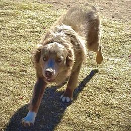 Grizzly - Miniature Australian Shepherd