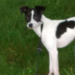 Rat Terriers from Diane's Rat Terriers