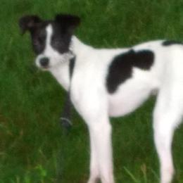 Rat Terriers from Diane's Rat Terriers
