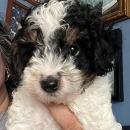Willow-black collar - Parti male Poodle puppy in Winter Haven, Florida from Herdez’s Poodles