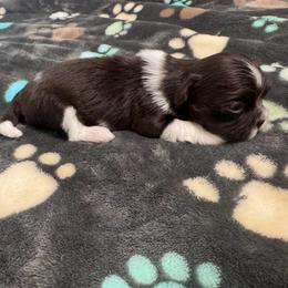 Ellie Mae - Chocolate and tan female Shih Tzu puppy in Tampa, Florida from Shih Tzus of Kingshyre