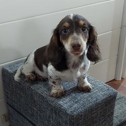 Hero - Dachshund