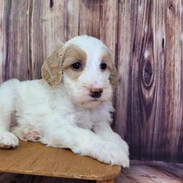 SweetPea - Parti female Goldendoodle puppy in Grabill, Indiana from Rose's Doodles