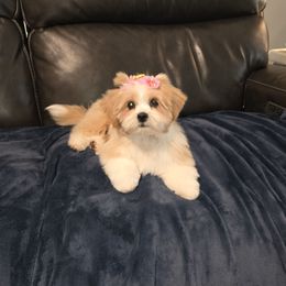 Chier - Cream female Lhasa Apso puppy in Naples, Florida from Deborah's Lhasa Apsos
