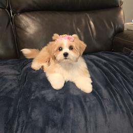 Chier - Cream female Lhasa Apso puppy in Naples, Florida from Deborah's Lhasa Apsos