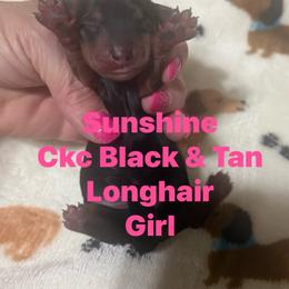 Sunshine - Black and tan female Dachshund puppy in Whitesboro, Texas from Joanie's Tickled Pink Puppies