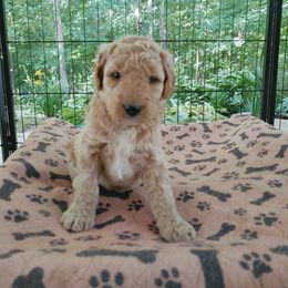 Goldendoodle Puppies from Ninnie's Doodles