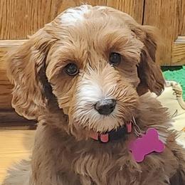 Parti Girl - Caramel red female Labradoodle puppy in Phelan, California from Family Doodles