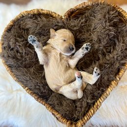 Queso - Apricot female Goldendoodle puppy in Grove, Oklahoma from Guinn Family Farms